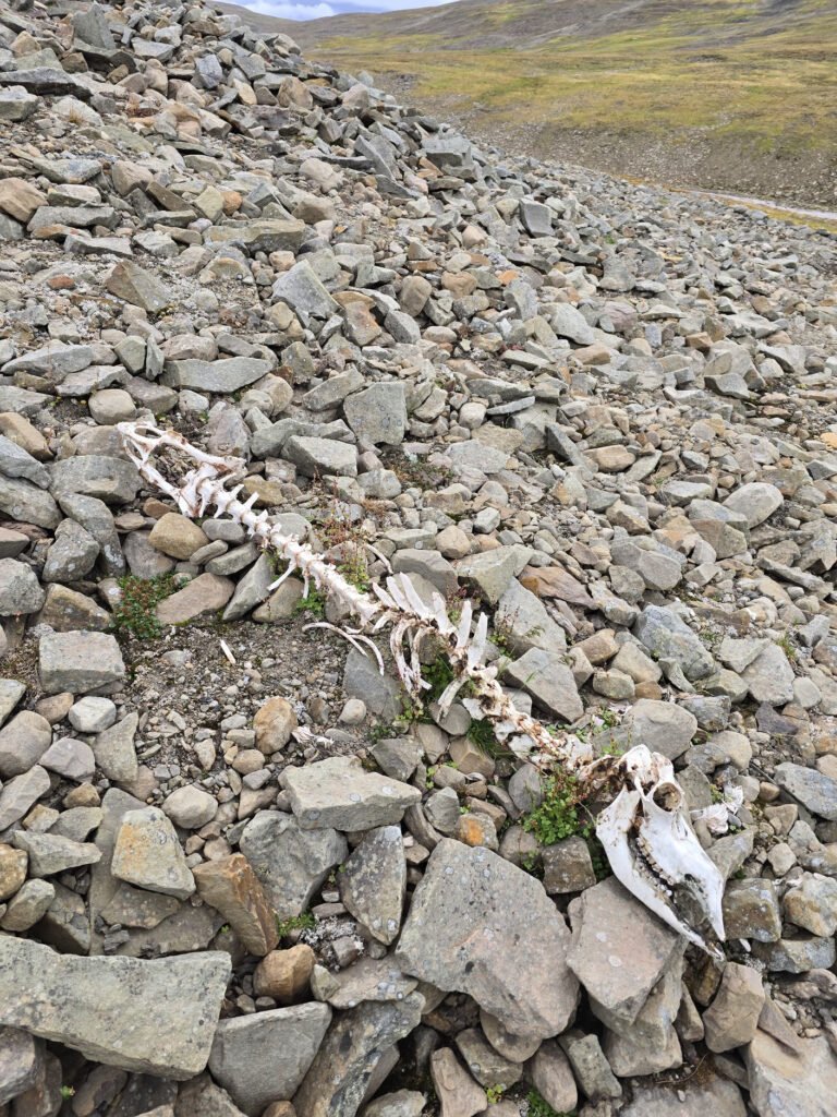 Animal carcass bones