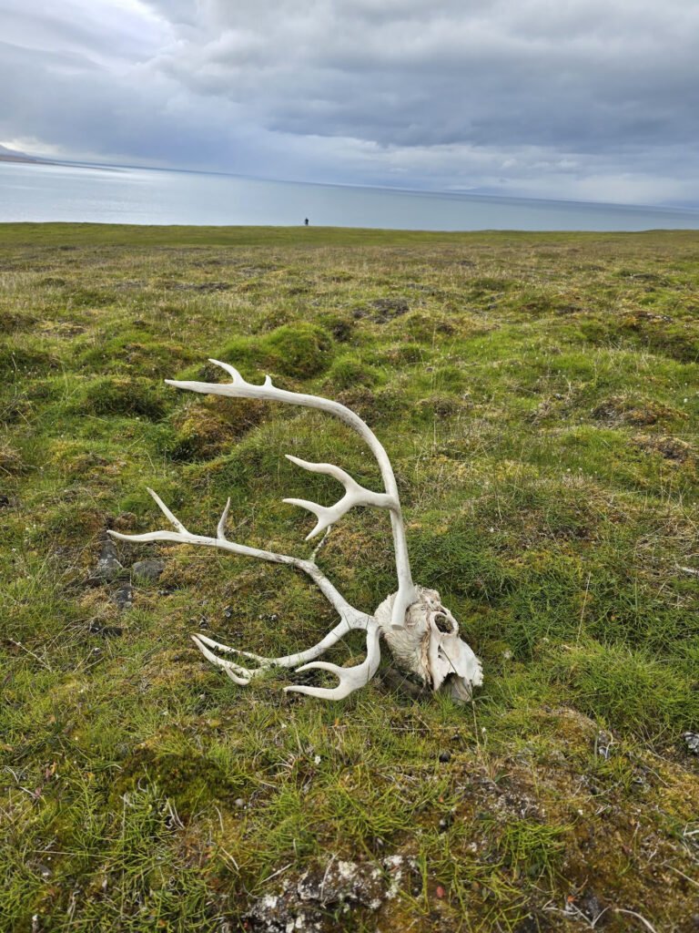 Reindeer antlers on the ground