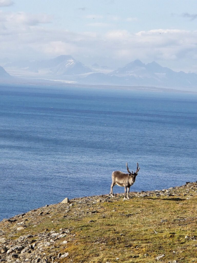 Reindeer skeleton